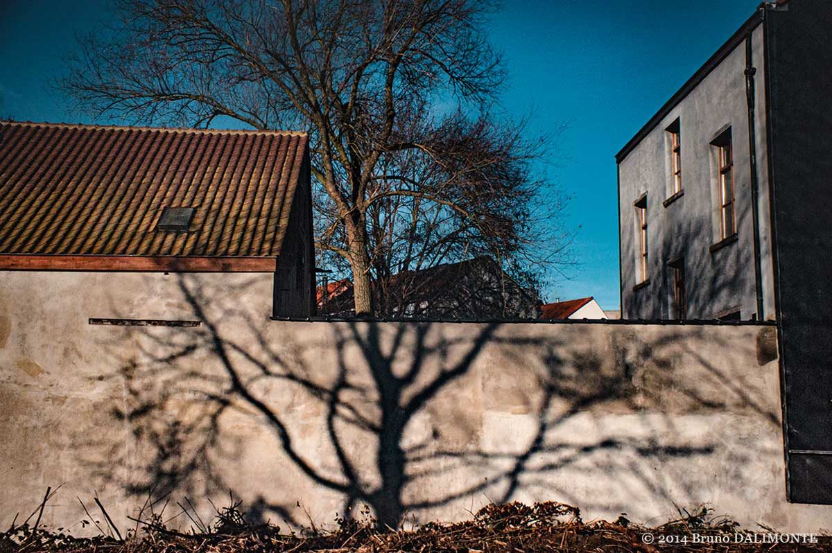 Bruxelles, Jette ombre d'un arbre sur un mur qui semble prolonger un autre arbre.