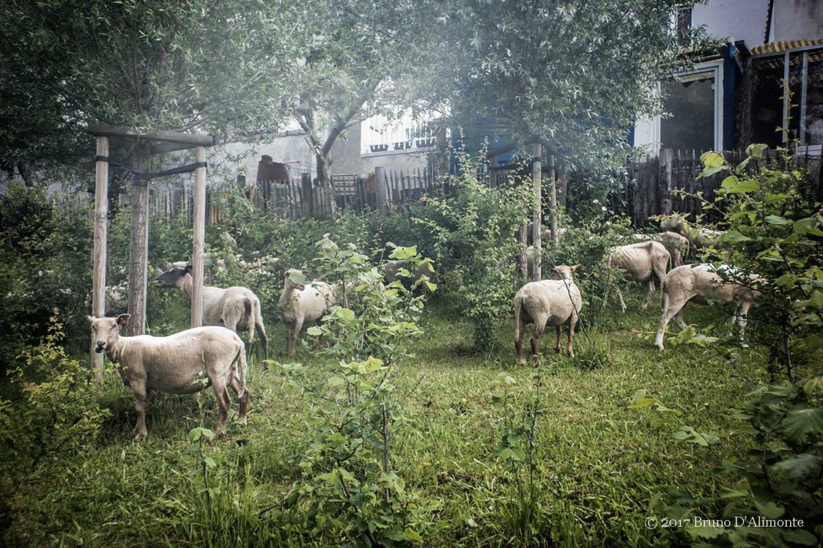 Le cheptel de Tour & Taxis, photographie representant des moutons qui paturent à Bruxelles © 2017 Bruno D'Alimonte