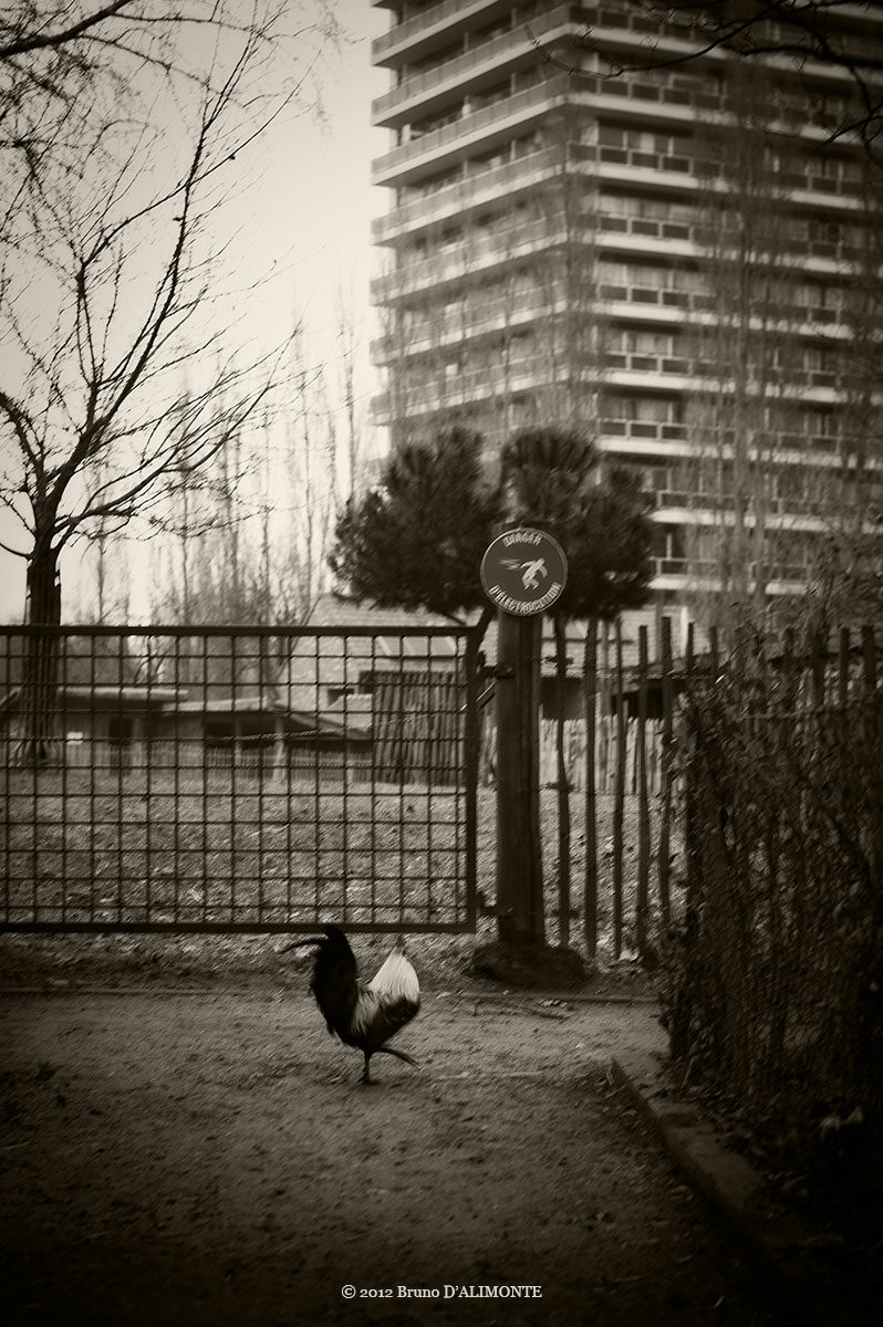 photographie d'un coq qui traverse un sentier du parc Maximilien de Bruxelles où se trouve en arrière-plan un immeuble de logements sociaux. © 2012 Bruno D'ALIMONTE