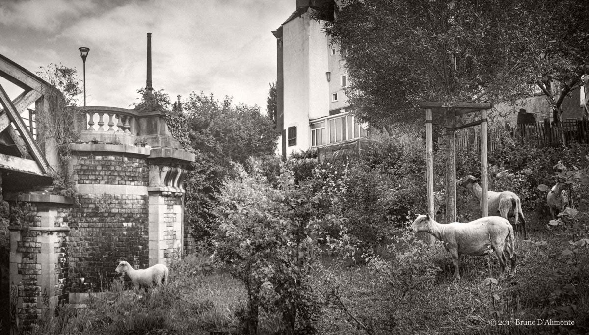 Photographie de Bruno D'Alimonte représentant un cheptel en ville à Bruxelles