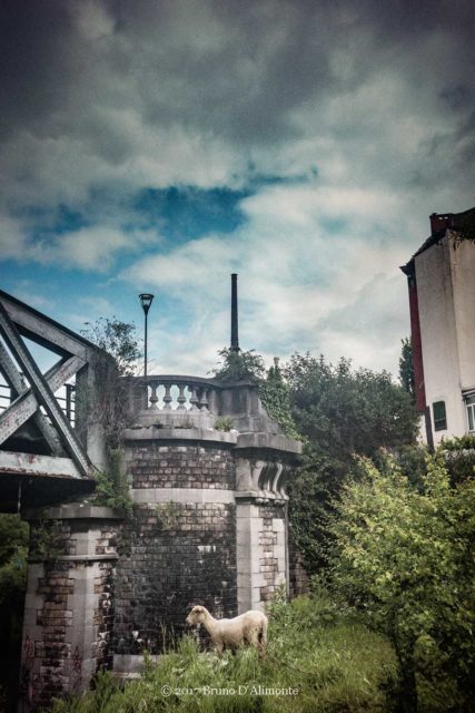 Photographie de Bruno D'Alimonte intitulée "L'agneau post-industriel" représentant un agneau un peu perdu près du pont Jean Dubrucq à Molenbeek. 