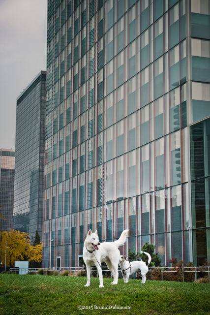 Photographie de deux chiens blancs situés sur l'espace Gaucheret à Schaerbeek. Un des deux animaux renifle le derrière de l'autre dans un arrière-pla de tours de verre © 2015 Bruno D'Alimonte