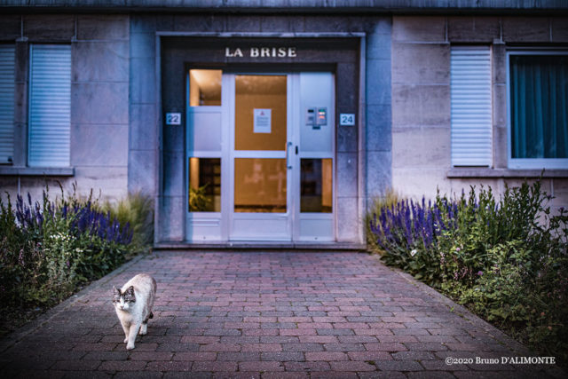 Photographie d'un chat débonnaire à Schaerbeek avenue Wahis devant la résidence La Brise © 2020 Bruno D'Alimonte